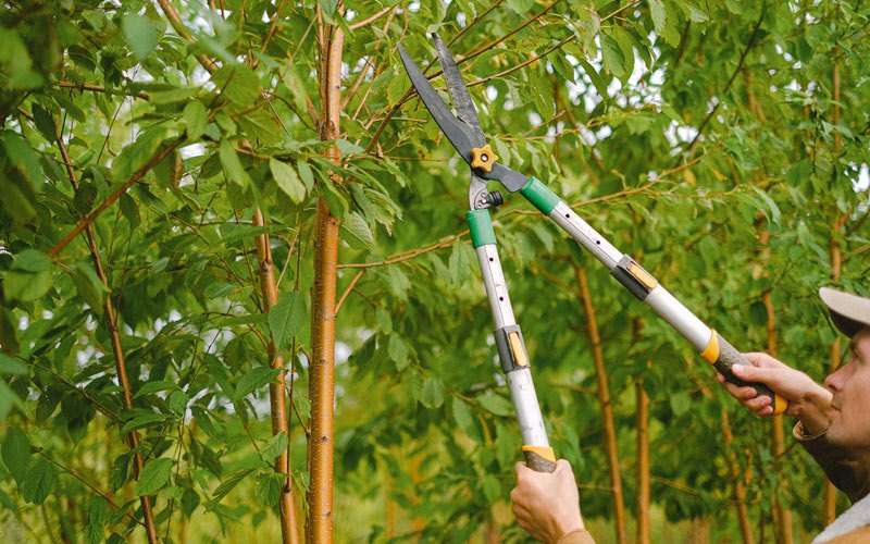 Tree trimming in Kingsley, IA