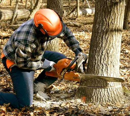 Tree Removal in Kingsley, IA